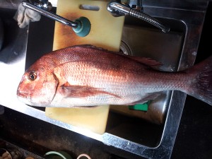 若狭湾海釣り公園みかたでつれた大物の鯛